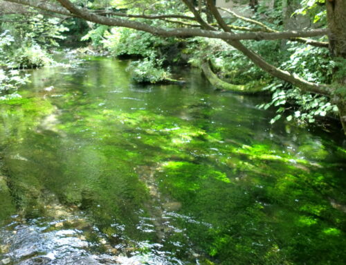 【2026年8月下旬】晩夏の上高地の花々｜清水川沿いを楽しむ植物ガイド