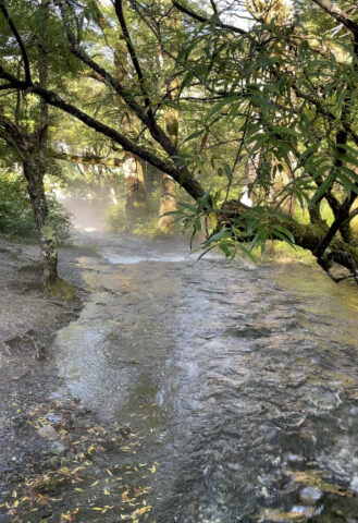 今朝の清水川。もやが出ており、写真下部分には落ち葉も見えています