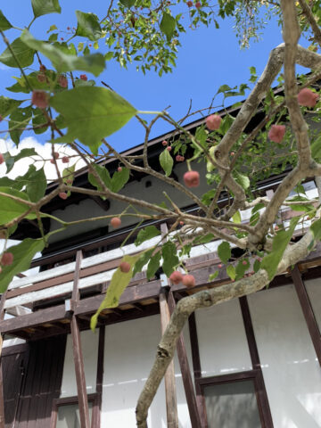 カントウマユミの木の実です。