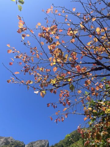 岳沢も少しずつ木の葉が色づいてきていました