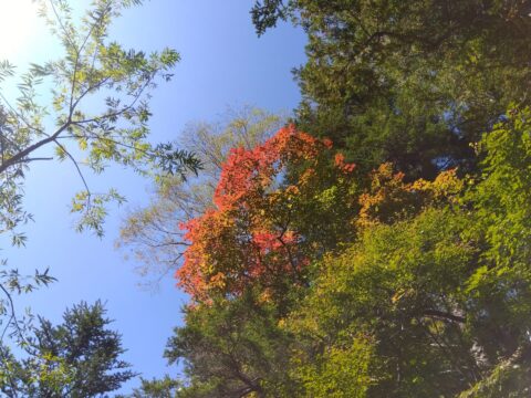 上高地のカエデ紅葉