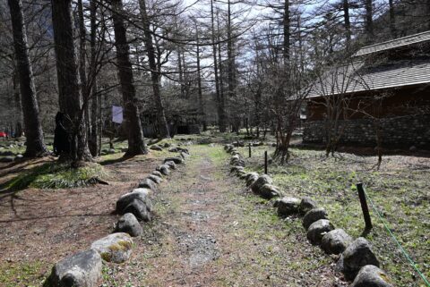 小梨平キャンプ場のトイレの建物後ろ側の小道にニリンソウたくさん生えている