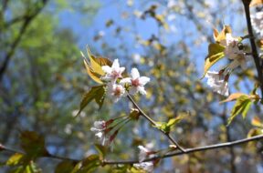【春の上高地観光】ゴールデンウィークを彩る小梨平の花々