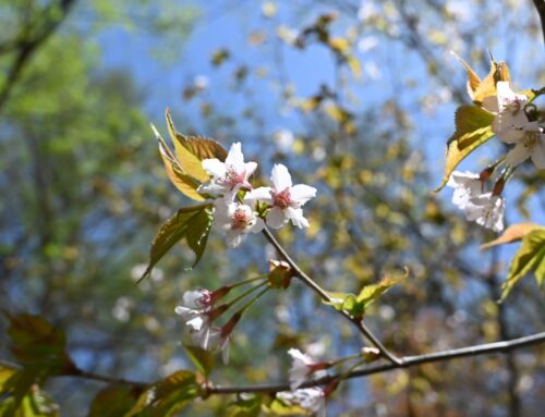 【春の上高地観光】ゴールデンウィークを彩る小梨平の花々