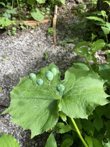 上高地に生えている透明になる花で有名なサンカヨウの実