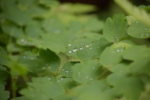 ミヤマカラマツ（深山唐松）の葉