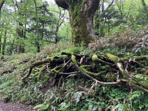 上高地　むき出しの根