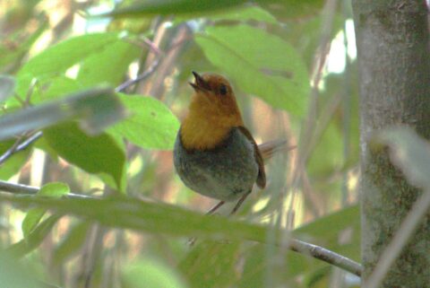 上高地で見られるコマドリ