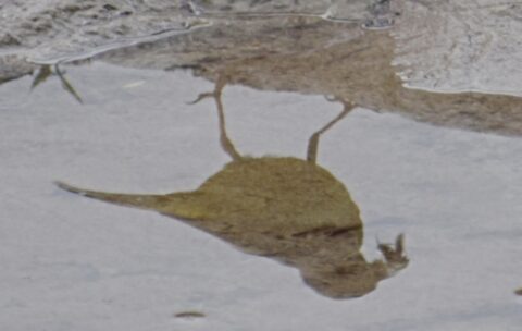 この鳥だぁれ？水辺の鳥！