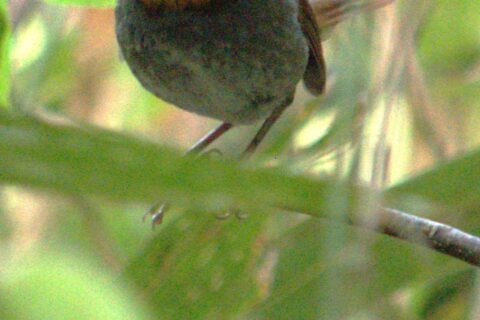 この鳥だぁれ？日本三鳴鳥の１つ