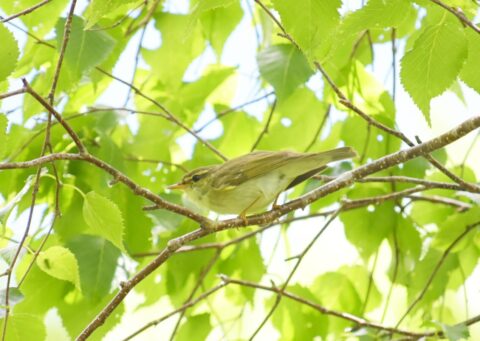 岳沢への道中で出会ったメボソムシクイ