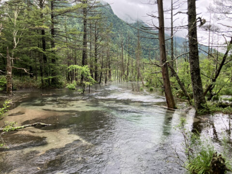 上高地の岳沢湿原