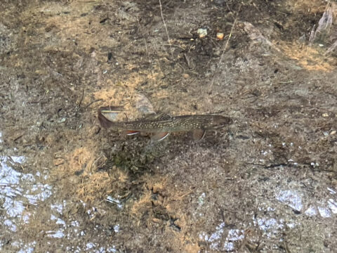 岳沢湿原に住む川魚