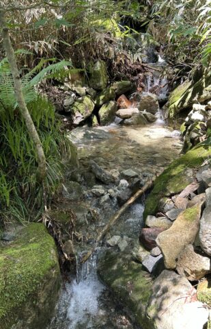 岳沢登山道