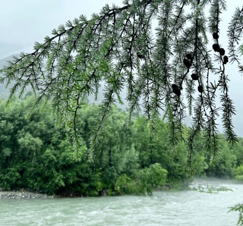 カラマツの葉についた雨滴