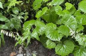 【上高地で見られる】動物に似ている植物のご紹介！