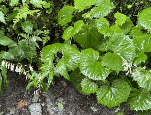 【上高地で見られる】動物に似ている植物のご紹介！