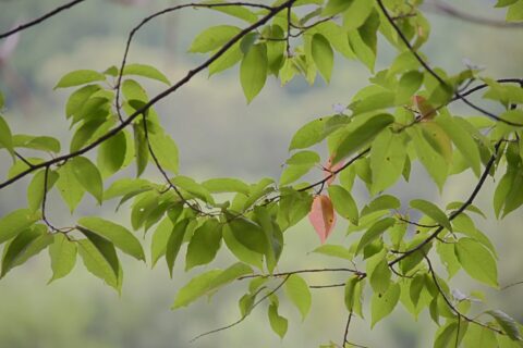 シウリザクラの紅葉