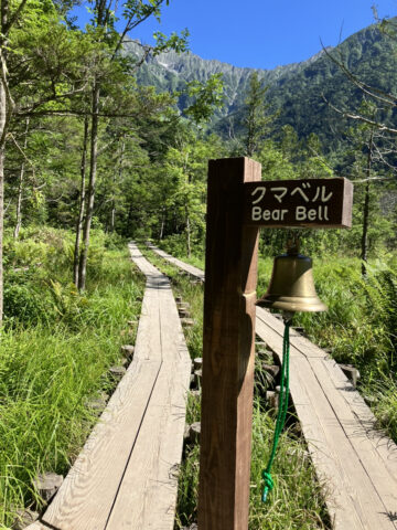 岳沢湿原のクマベル