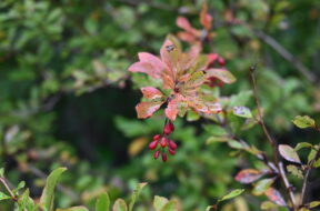 【紅葉情報随時更新】上高地の小さな秋みつけた