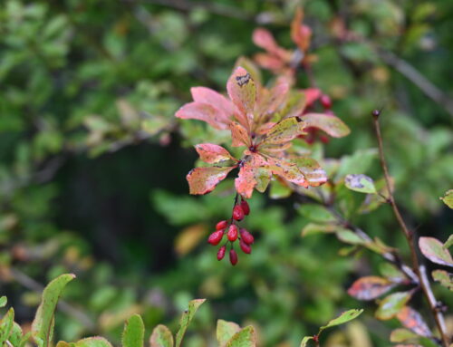 【紅葉情報随時更新】上高地の小さな秋みつけた