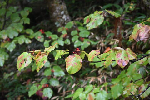 上高地・オオカメノキの紅葉