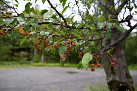 上高地の秋の木の実・小梨