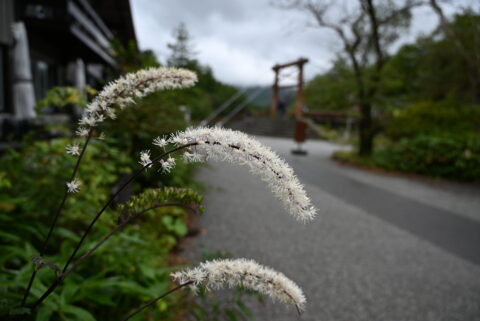 上高地の秋の花・サラシナショウマ