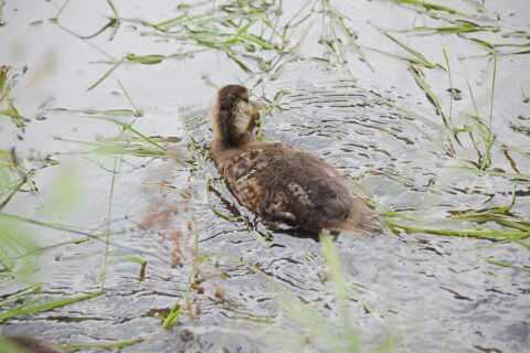 マガモの雛