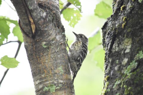 木をつつきながら歩くコゲラ