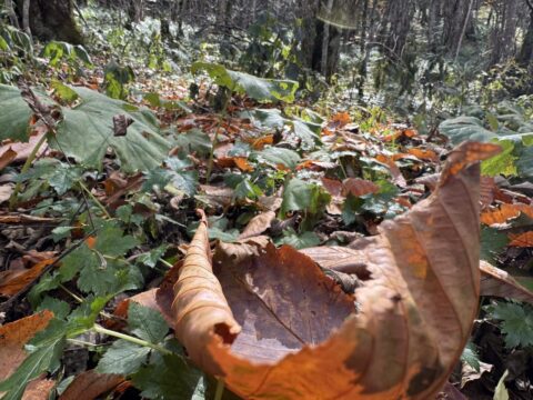 上高地のトチノキの落ち葉