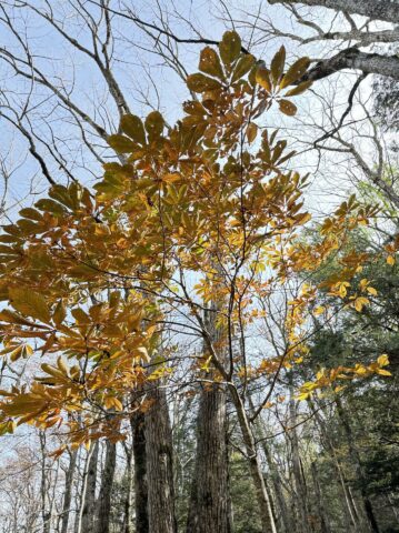 上高地のトチノキの紅葉