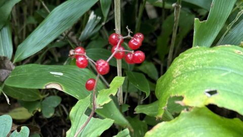 上高地で見られるユキザサの実