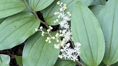 上高地で見られるユキザサの花