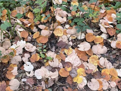 上高地のカツラの落ち葉