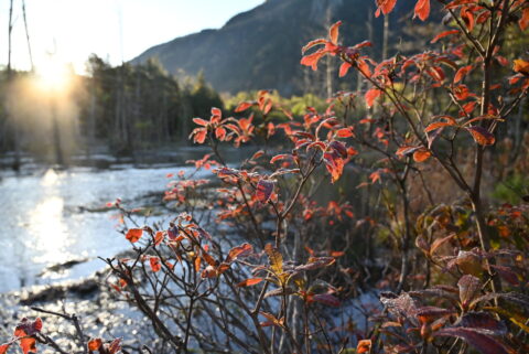 上高地・岳沢湿原のレンゲツツジ紅葉