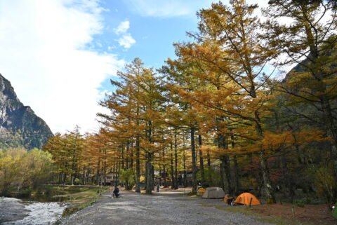 上高地　小梨平のカラマツ