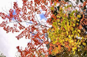 上高地の秋を楽しむ！頭上に広がる紅葉&黄葉最新情報