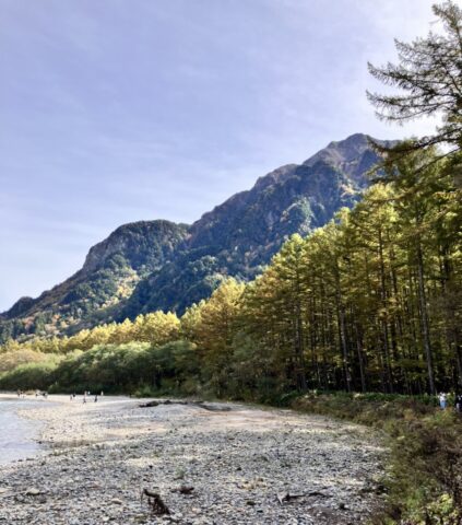 上高地　梓川沿いのカラマツ