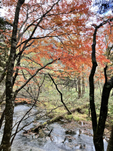 明神方面　梓川右岸のコミネカエデ