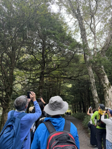 上高地のクマタカ