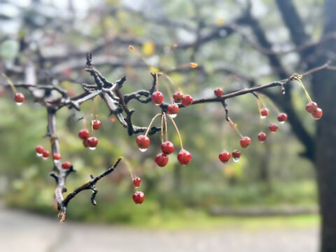 上高地で見られる小梨の実