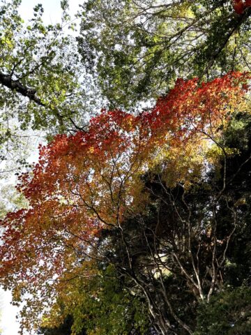 上高地の雲のような形の紅葉