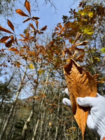 上高地のトチノキの落ち葉は大きい