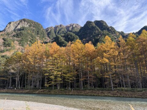 上高地のカラマツの黄葉