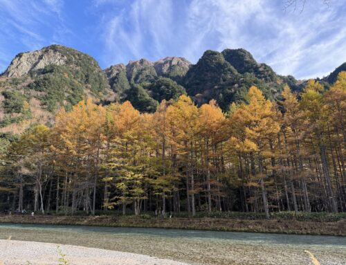 【現地ガイドがおすすめ！】上高地のカラマツ黄葉が楽しめるフォトスポット3選