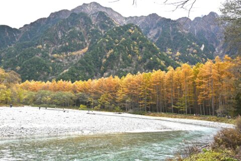 上高地のカラマツの黄葉