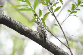 初めてでも楽しめる！上高地の鳥と観察スポットガイド【講習会さきどり】