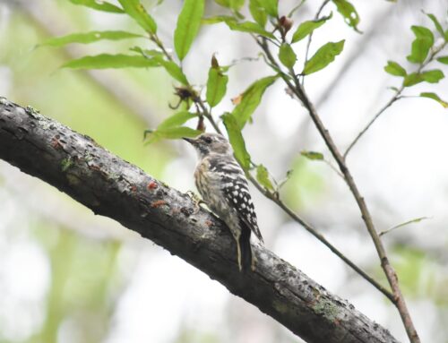 初めてでも楽しめる！上高地の鳥と観察スポットガイド【講習会さきどり】