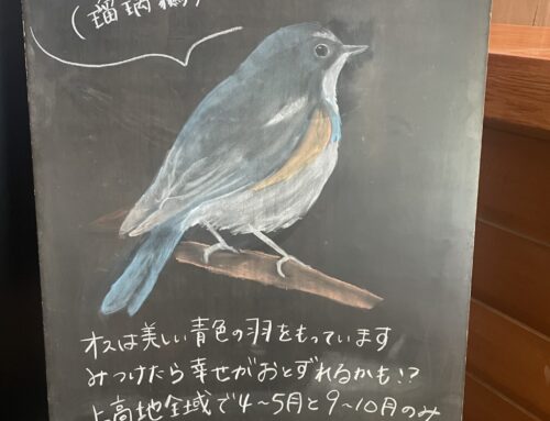 【上高地コラム】描いて伝える上高地の魅力